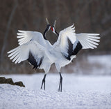 Red-crowned Crane dance Poster och Canvastavla