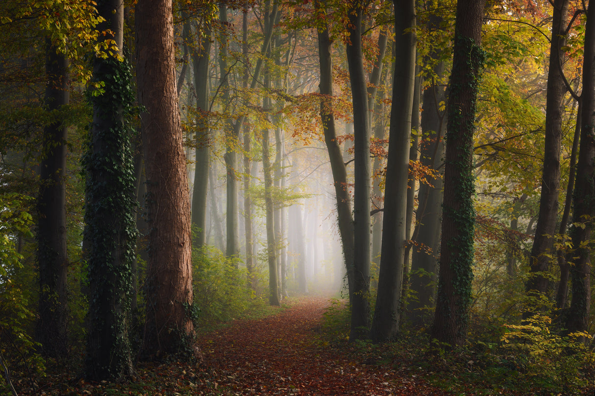 Autumn colorful forest Poster och Canvastavla