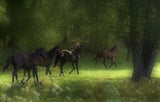 Running Horses Poster och Canvastavla