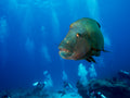King of the Reef Poster och Canvastavla