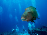 King of the Reef Poster och Canvastavla