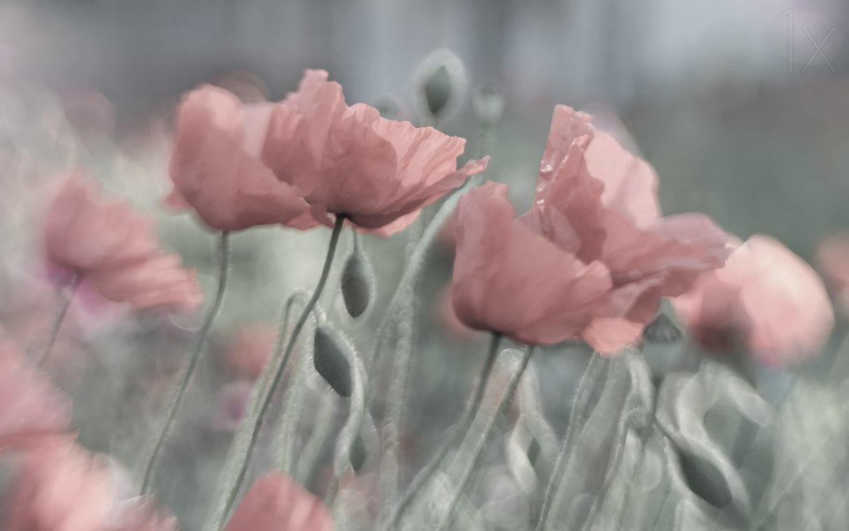Softly Poster och Canvastavla