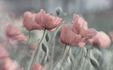 Softly Poster och Canvastavla
