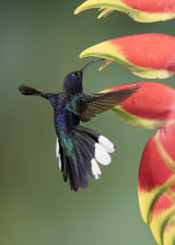 A violet sabrewing Poster och Canvastavla