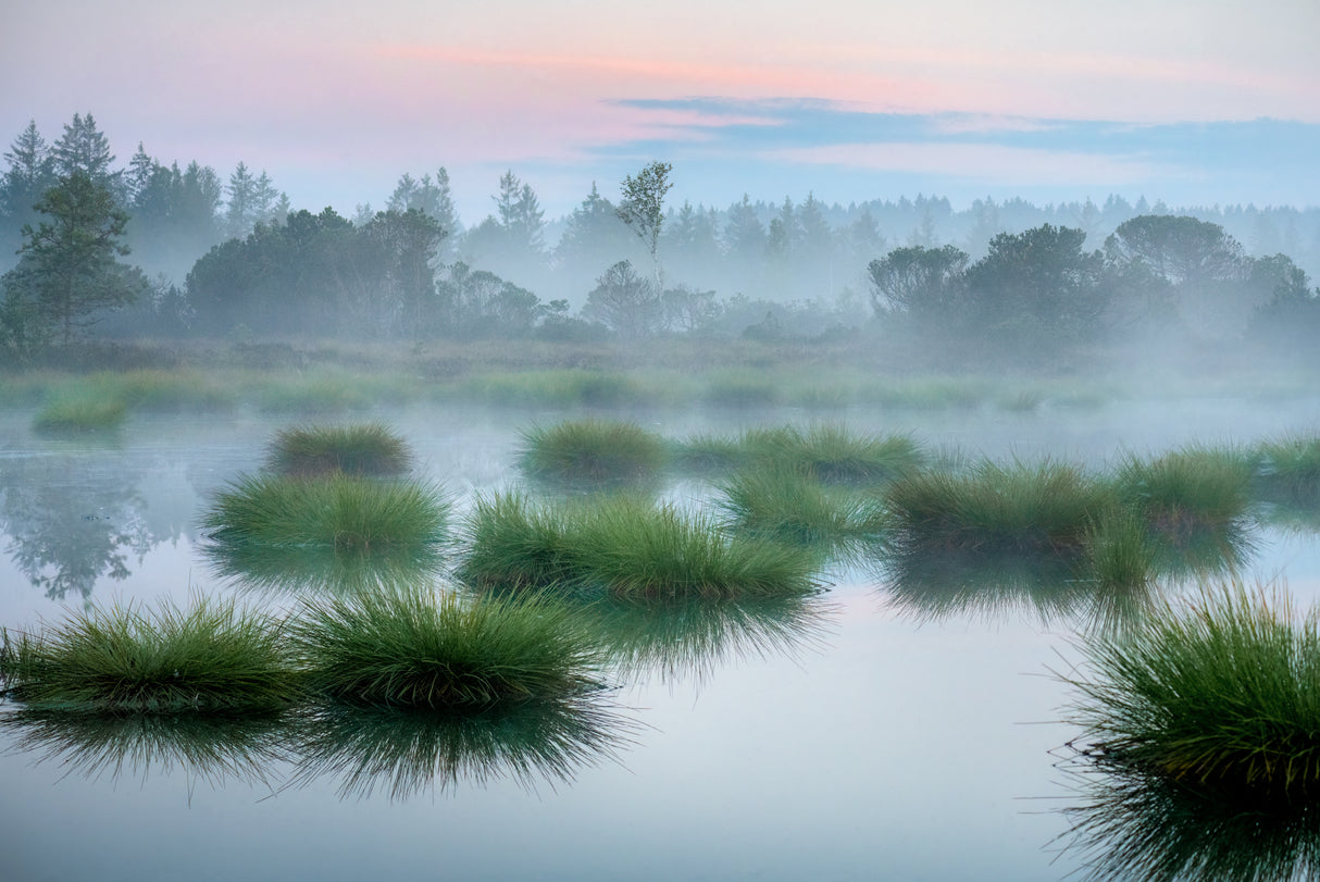 In the morning in the moor Poster och Canvastavla