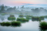 In the morning in the moor Poster och Canvastavla