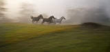 autumn gallop Poster och Canvastavla