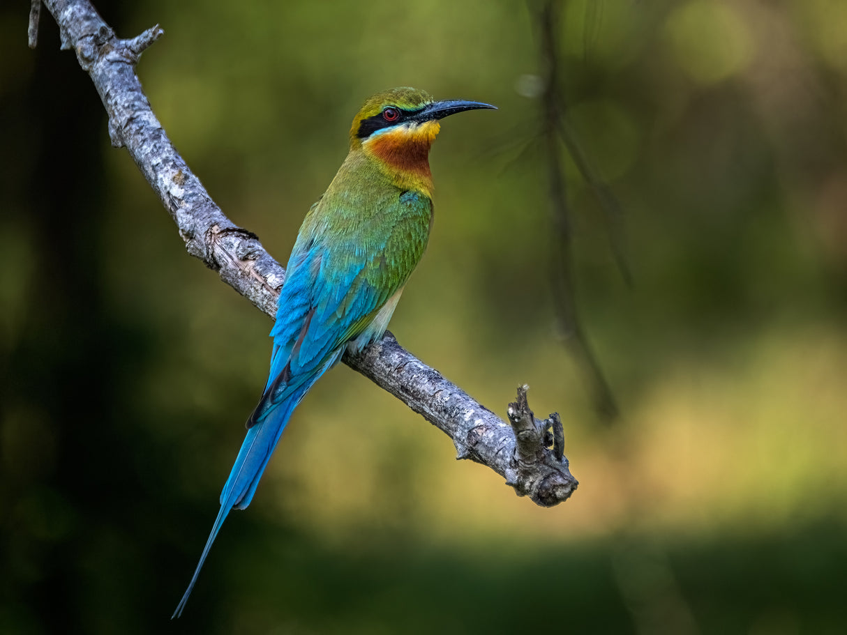 Blue-tailed Bee-eater Poster och Canvastavla