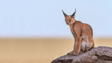 Caracal On Mars Poster och Canvastavla