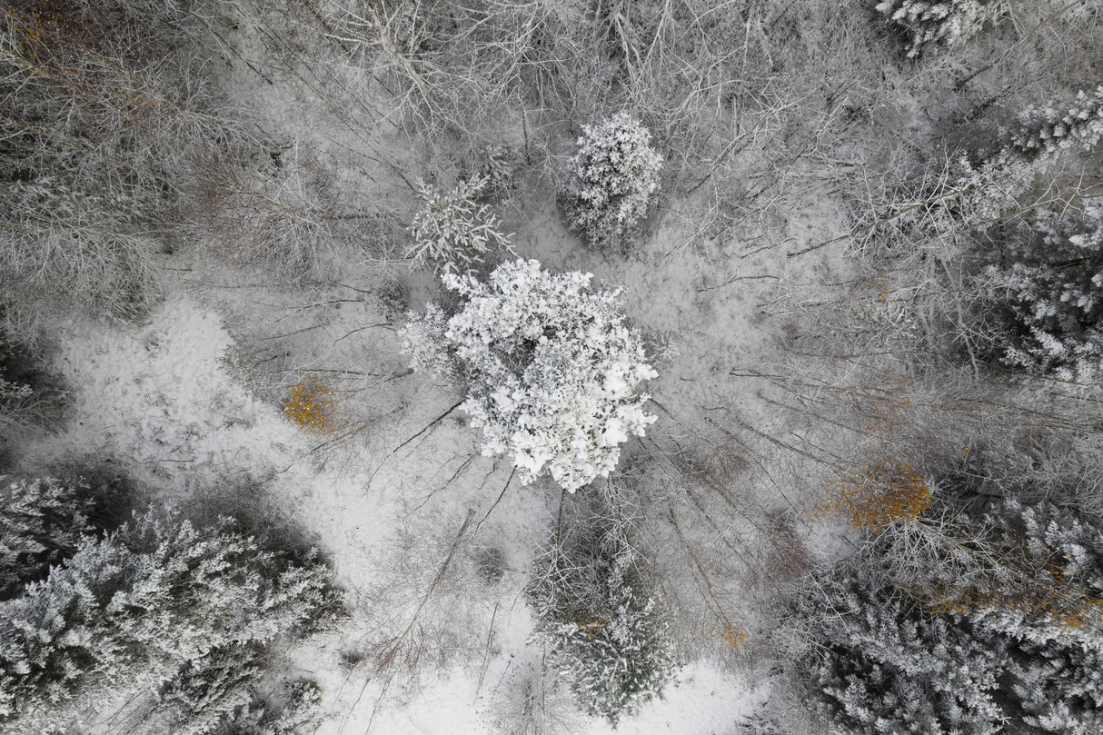 Trees under snow Poster och Canvastavla