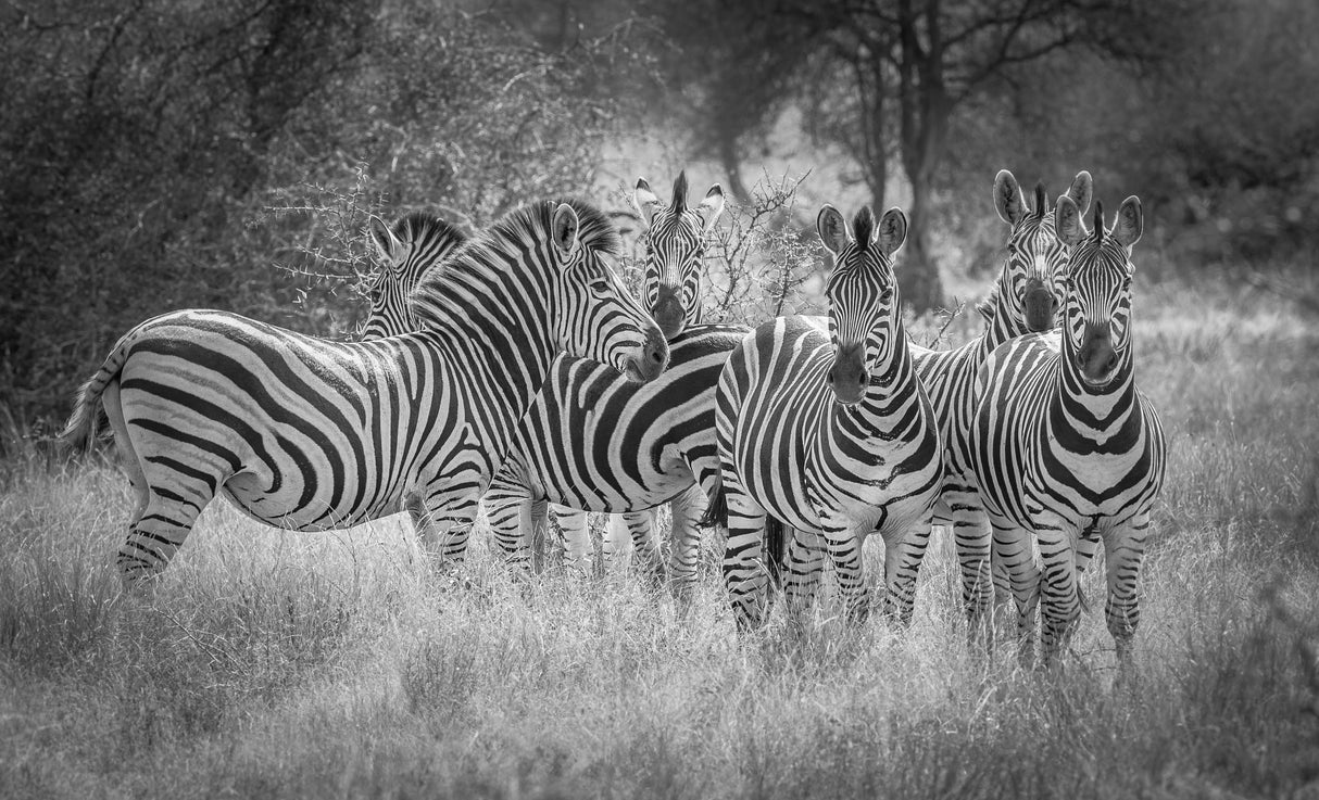 Nature's referees Poster och Canvastavla