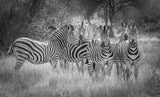Nature's referees Poster och Canvastavla