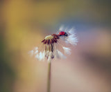 dandelion Poster och Canvastavla