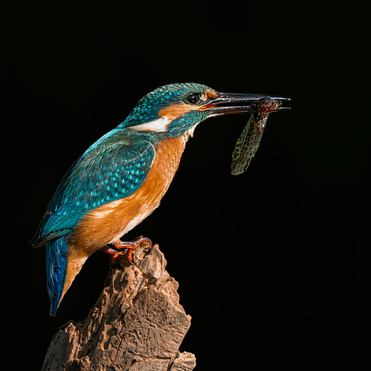 Kingfisher Poster och Canvastavla