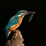 Kingfisher Poster och Canvastavla