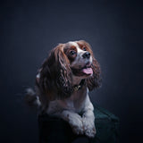 Mr Charlie Poster och Canvastavla