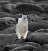 Happy Feet Poster och Canvastavla