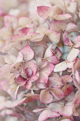 Vintage Pink Hydrangea Petals Poster och Canvastavla