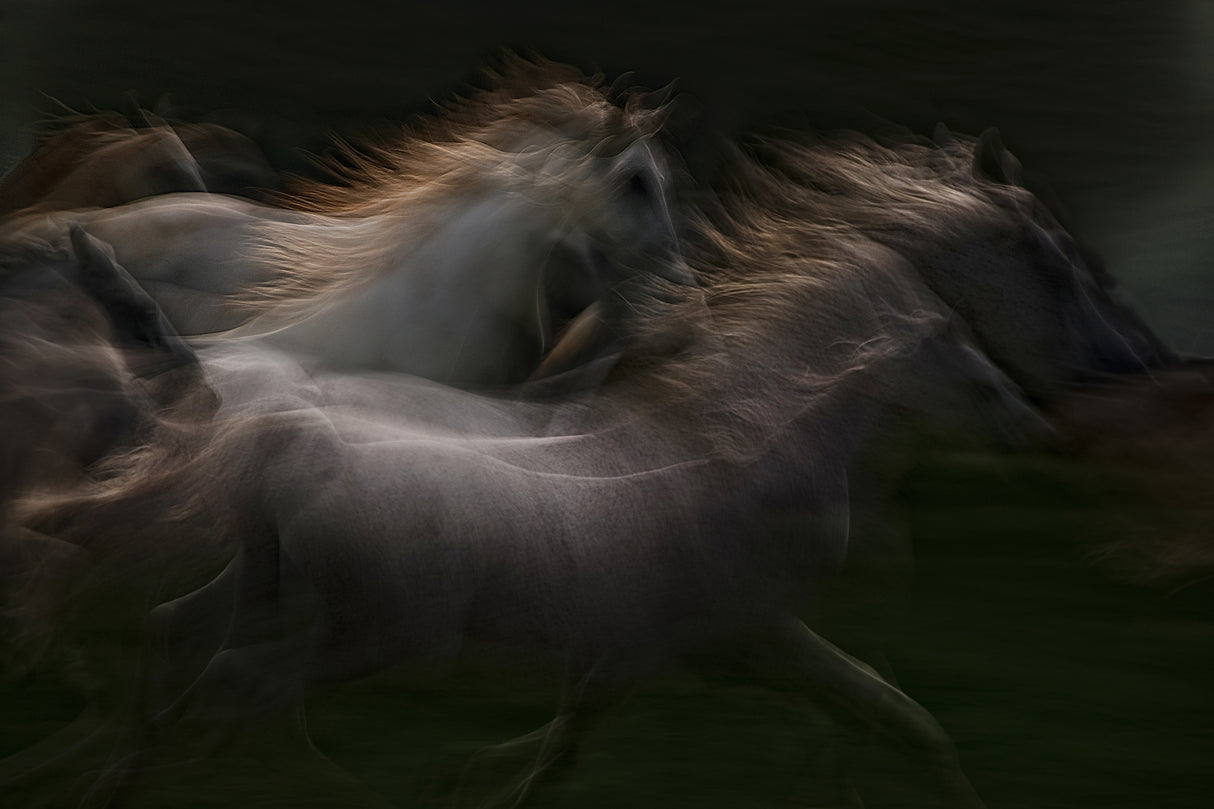 esata  equina Poster och Canvastavla