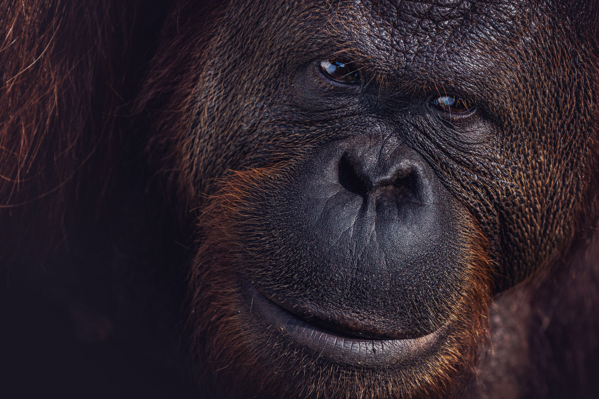 Eyes of Borneo Poster och Canvastavla