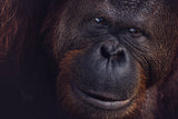Eyes of Borneo Poster och Canvastavla