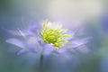 Windflower Poster och Canvastavla