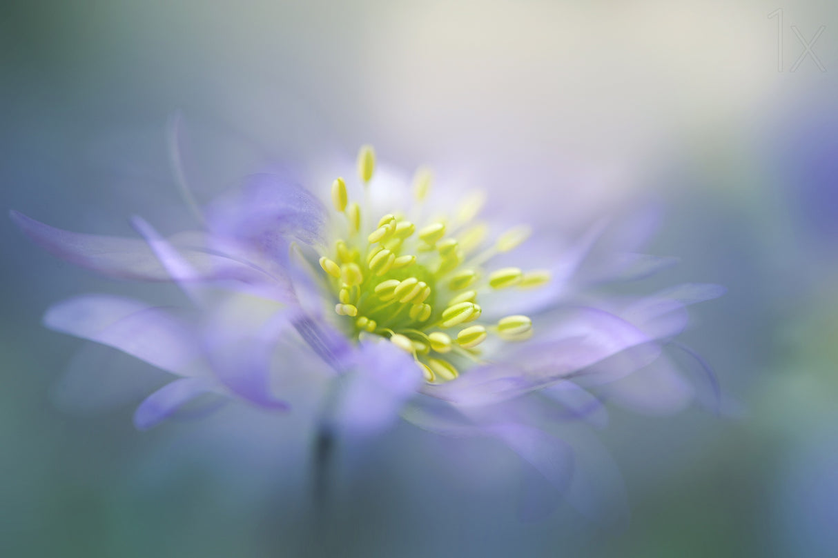 Windflower Poster och Canvastavla