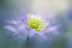Windflower Poster och Canvastavla