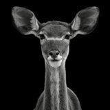 Young Female Greater Kudu - Tragelaphus Strepsiceros Poster och Canvastavla
