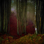 Autumn Nostalgia Poster och Canvastavla