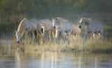Camargue horses Poster och Canvastavla