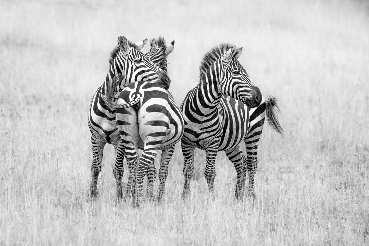 Zebras in monochrome Poster och Canvastavla