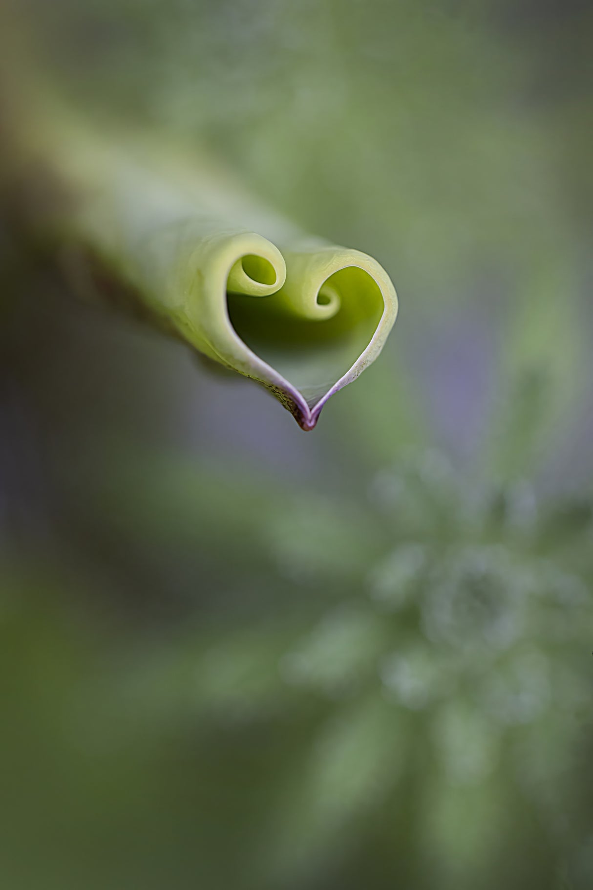 From the Heart Poster och Canvastavla