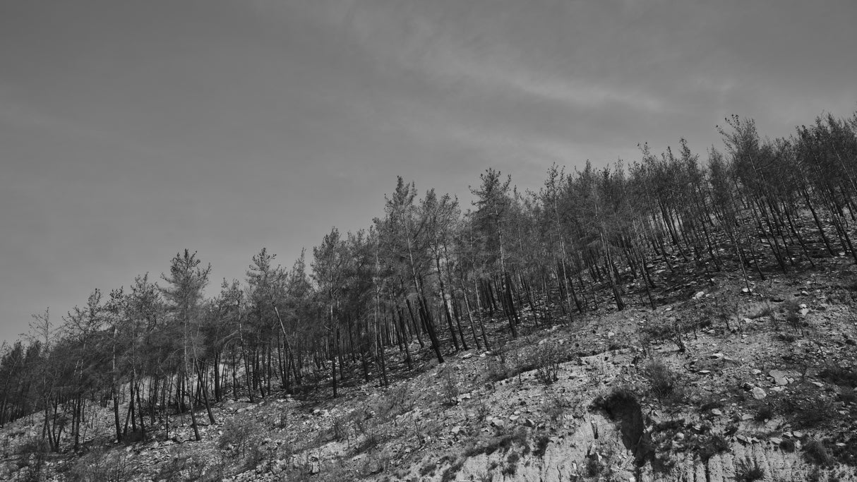 image of a forest after a fire Poster och Canvastavla