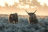 Three Highlanders Poster och Canvastavla