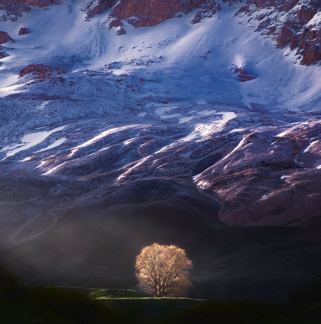 Golden Light and the Tree Alone Poster och Canvastavla