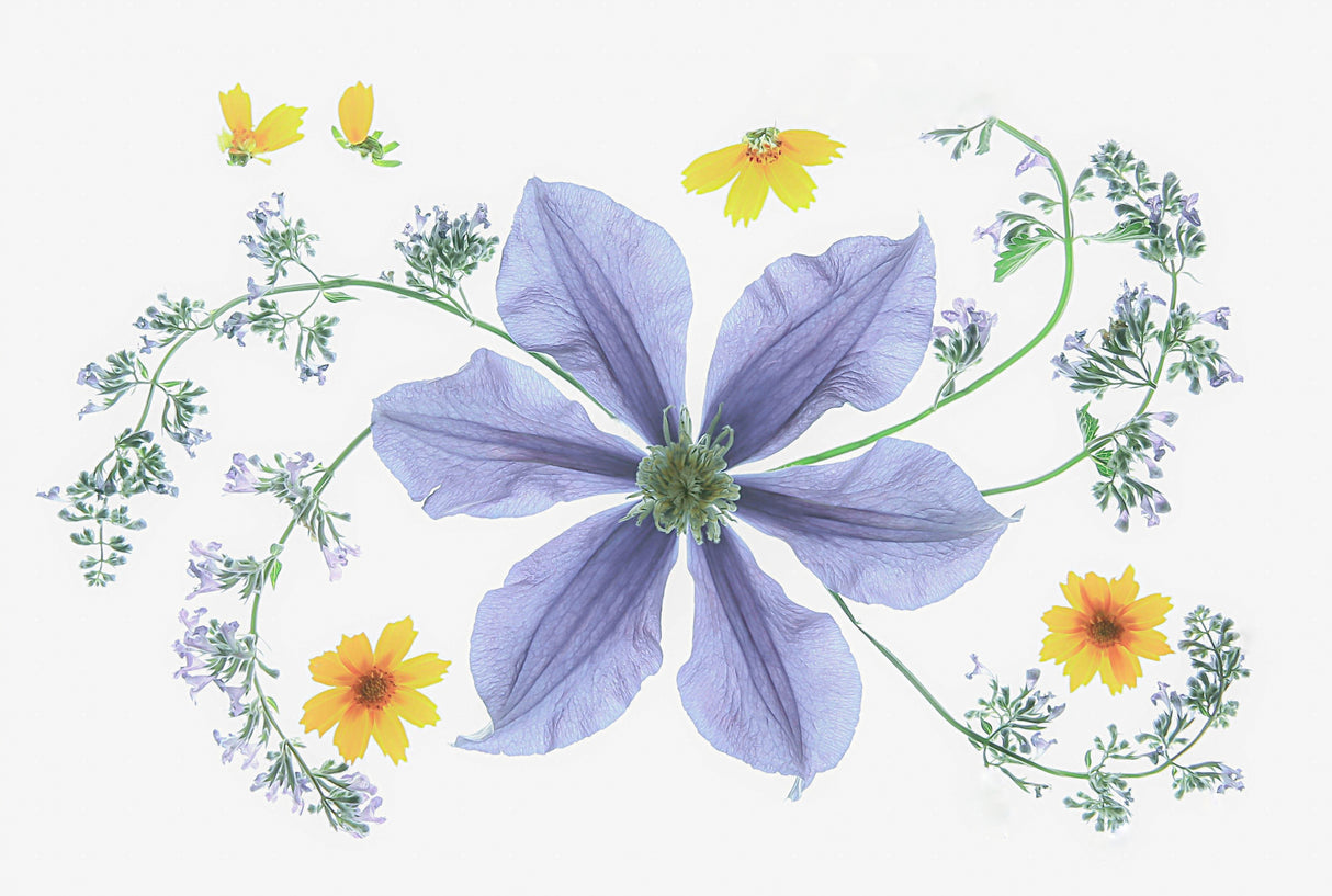 Blue Clematis Poster och Canvastavla