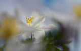 Anemone nemorosa Poster och Canvastavla