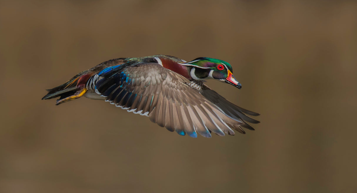 Wood Duck-Male in-flight Poster och Canvastavla