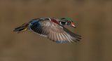 Wood Duck-Male in-flight Poster och Canvastavla