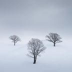 We Three Kings Poster och Canvastavla
