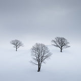 We Three Kings Poster och Canvastavla