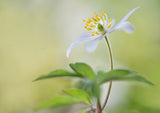 Spring light Poster och Canvastavla