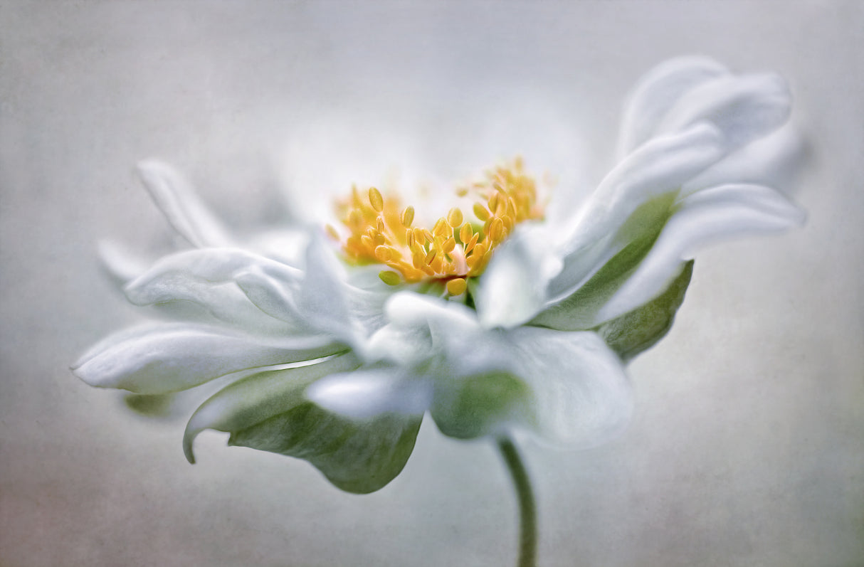 Anemone Poster och Canvastavla