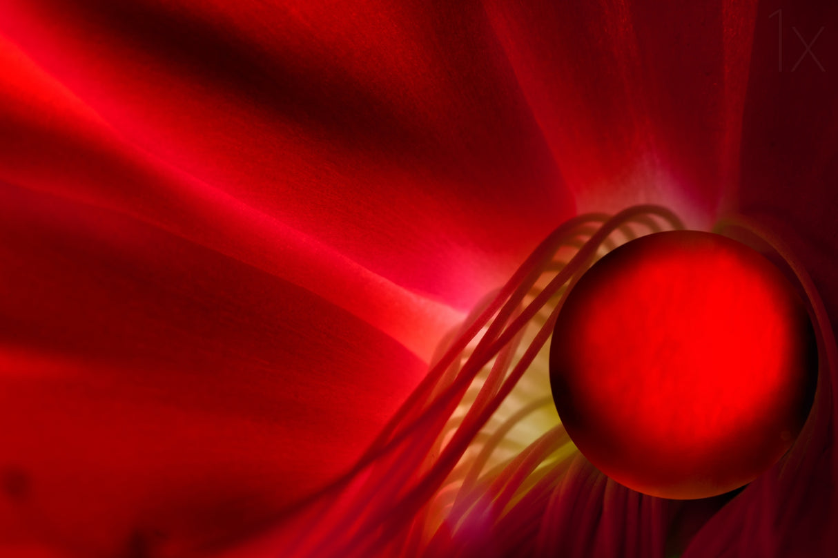 Red Poster och Canvastavla
