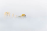 FOG Poster och Canvastavla