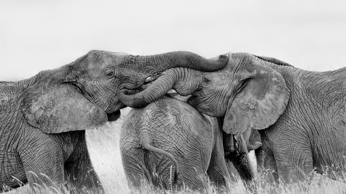 Elephant Playing Poster och Canvastavla