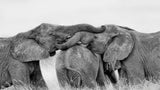 Elephant Playing Poster och Canvastavla
