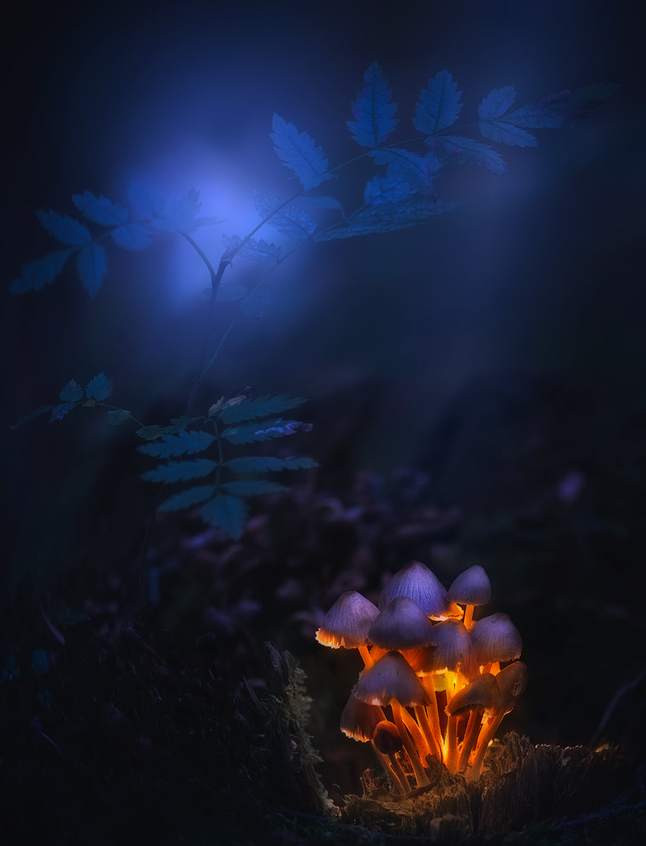 Forest lantern Poster och Canvastavla