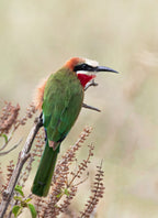 White fronted bee eater Poster och Canvastavla